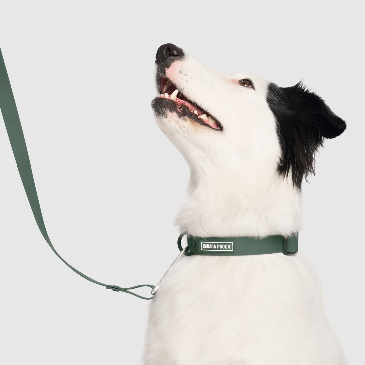 Collars & Leashes
