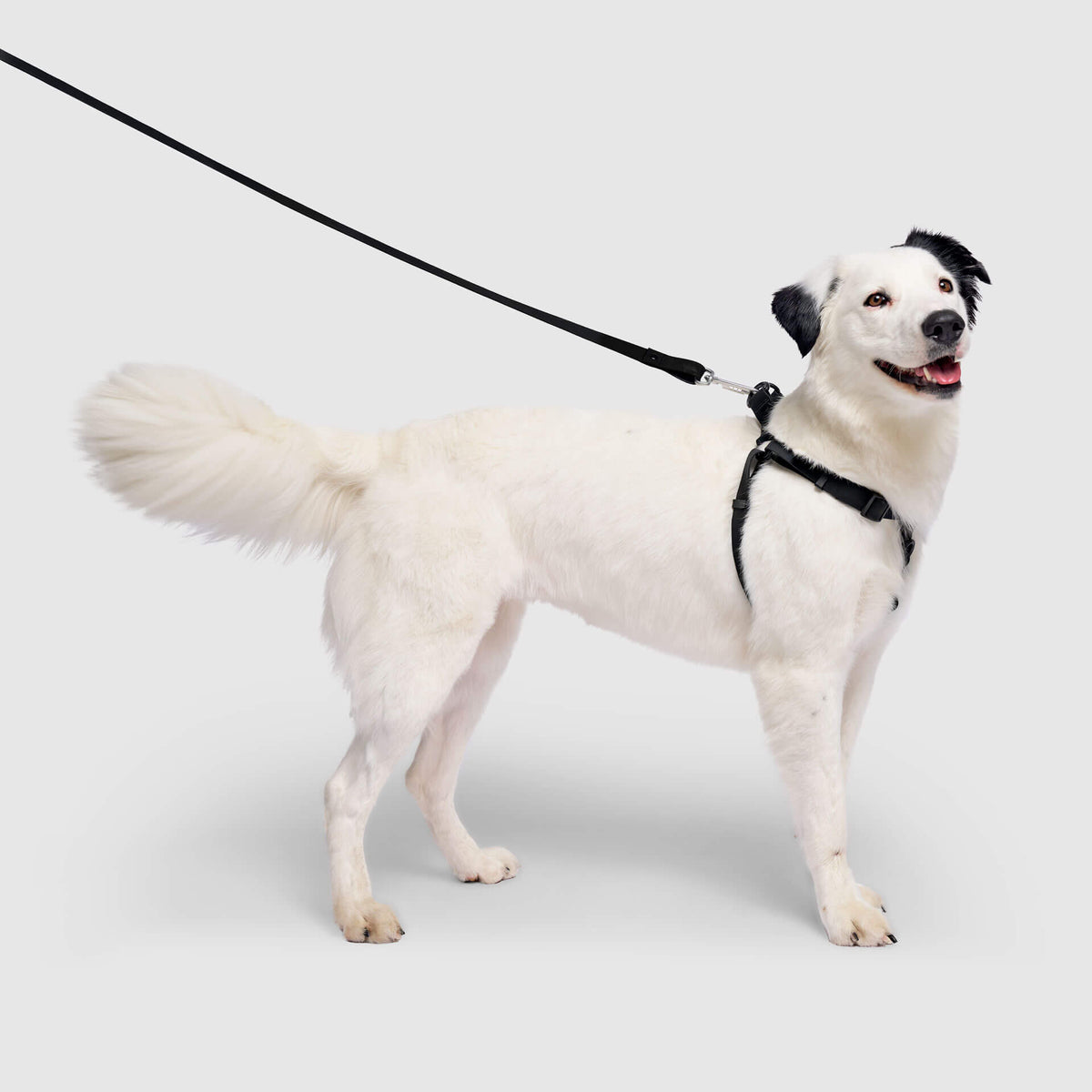 Dog Harnesses