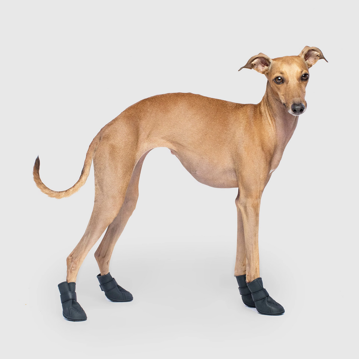 Dog Boots